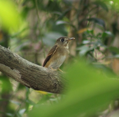 Muscicapa muttui