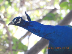 Pavo cristatus