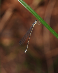 Labidiosticta vallisi