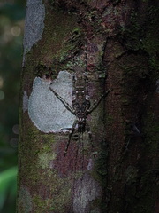 Phricta spinosa