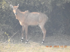 Boselaphus tragocamelus