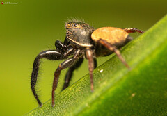 Heliophanus transvaalicus