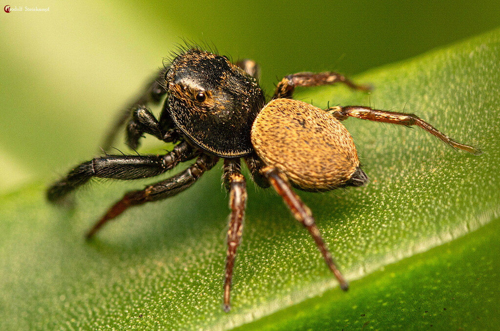 Transvaal sun jumping spider