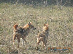 Canis aureus indicus