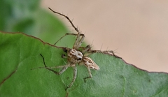 Oxyopes amoenus