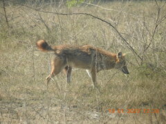 Canis aureus indicus
