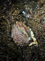 Haliotis kamtschatkana