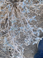 Salvia apiana