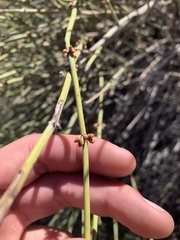 Ephedra