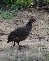 Pternistis swainsonii swainsonii