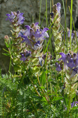 Scutellaria alpina