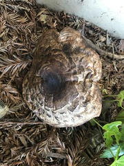 Fungi
