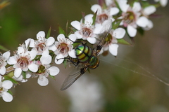 Chrysomya rufifacies