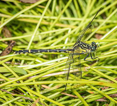 Austrogomphus ochraceus