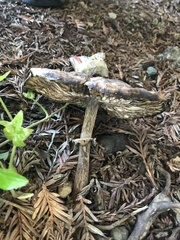 Fungi