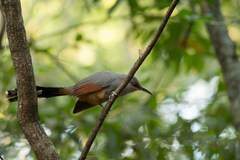 Coccyzus longirostris