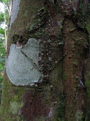Phricta spinosa