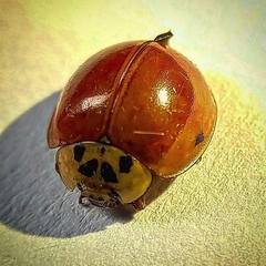 Harmonia axyridis