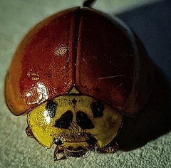 Harmonia axyridis