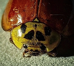 Harmonia axyridis