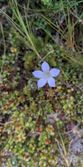 Wahlenbergia pygmaea pygmaea