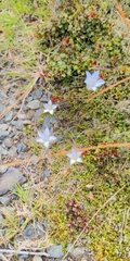 Wahlenbergia pygmaea pygmaea