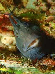 Parablennius tasmanianus