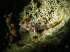 Helcogramma decurrens