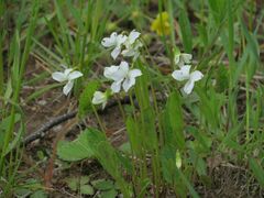 Viola patrinii