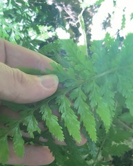 Asplenium lamprophyllum