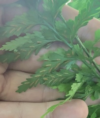 Asplenium lamprophyllum