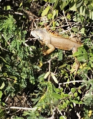 Iguana iguana