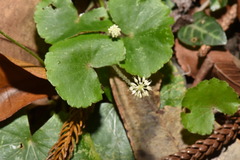 Hydrocotyle leucocephala