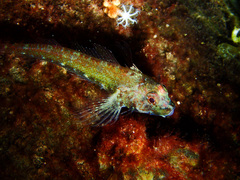Helcogramma decurrens