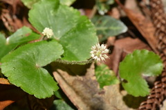 Hydrocotyle leucocephala