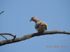 Streptopelia senegalensis