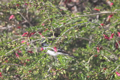 Certhionyx variegatus