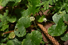 Hydrocotyle leucocephala