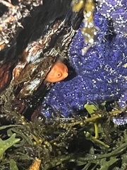 Cnemidocarpa finmarkiensis