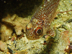 Notolabrus parilus