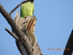 Funambulus pennantii