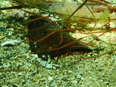 Stigmatopora narinosa