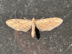 Eupithecia