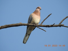 Streptopelia senegalensis
