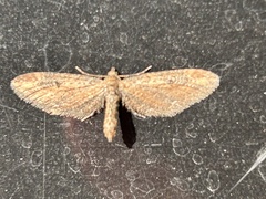 Eupithecia