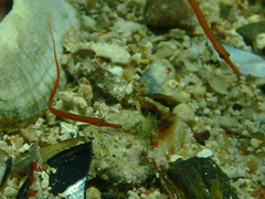 Stigmatopora narinosa