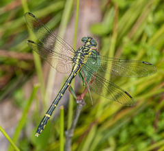 Austrogomphus ochraceus