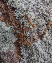 Oecophylla smaragdina