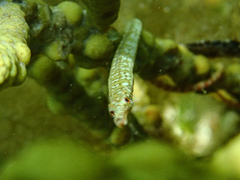 Stigmatopora narinosa