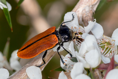 Castiarina rufipennis
